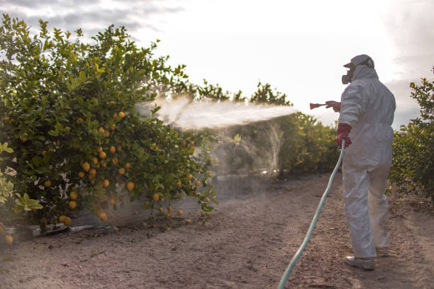 Best Wasp Removal Services  in Lake Magdalene, FL